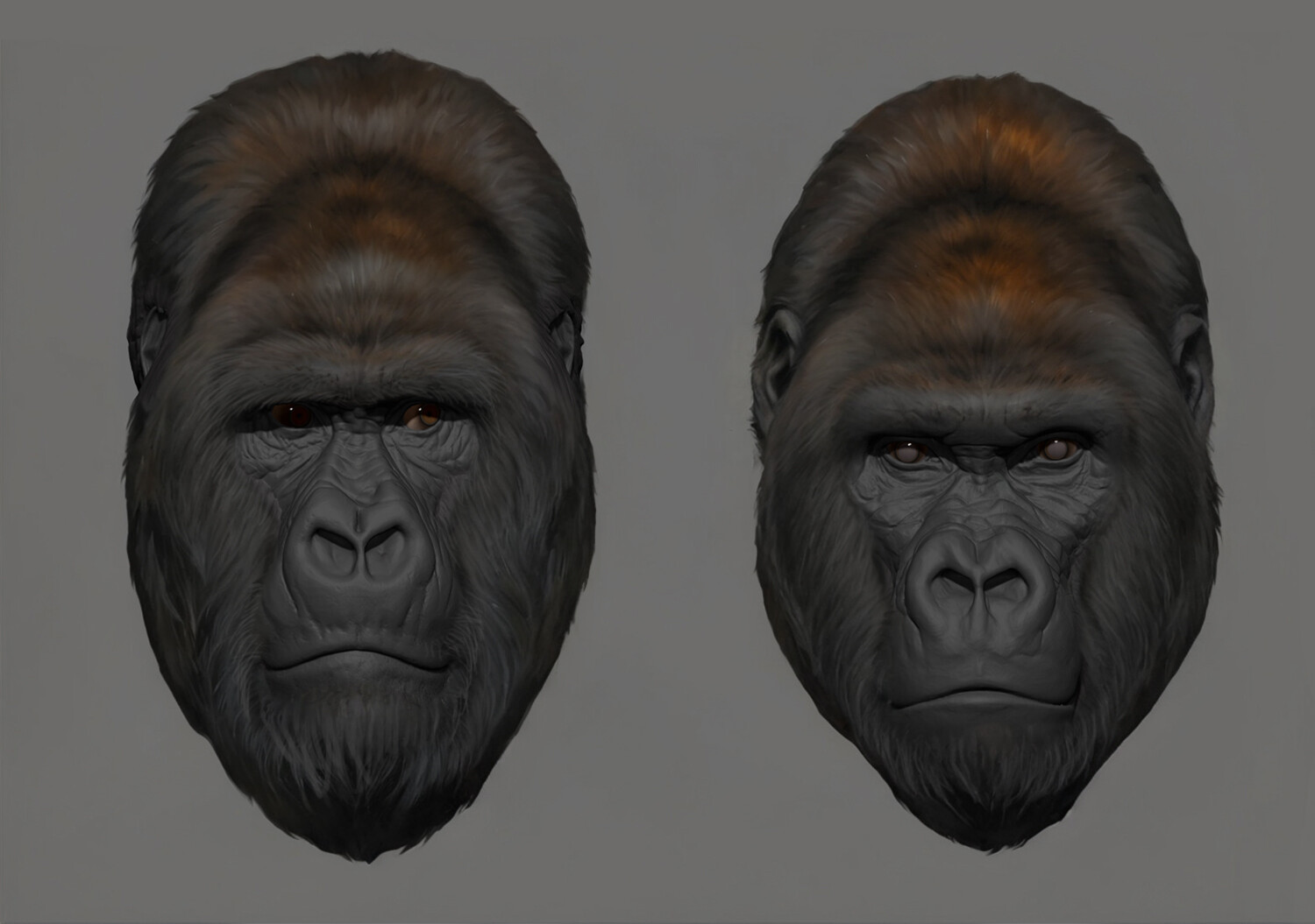 Mountain and Lowland Gorilla 