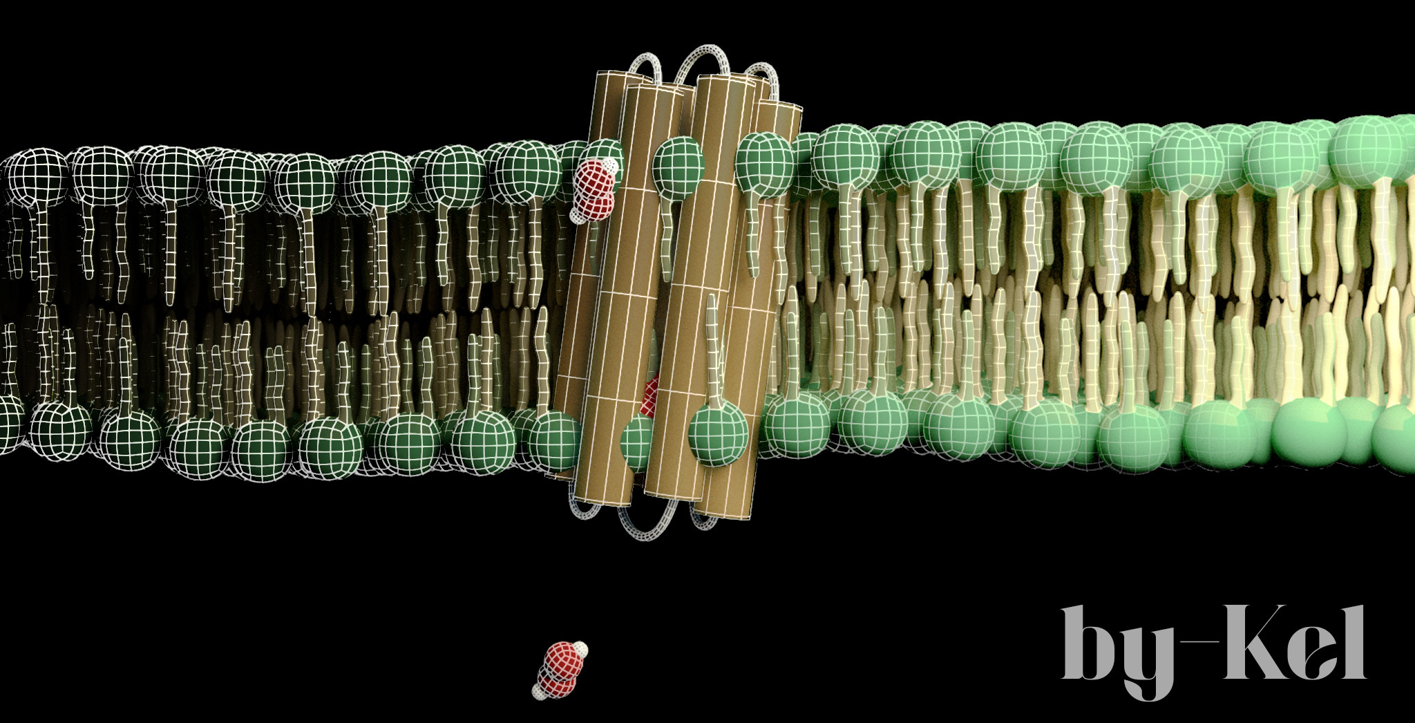 Lipid Bilayer &amp; NADPH Oxidase -Cross-section of a phospholipid bilayer with embedded NADPH oxidase complex. Wireframe overlay reveals structural modeling of lipid heads, tails, and protein domains. 
Modeled in Maya | by Kel