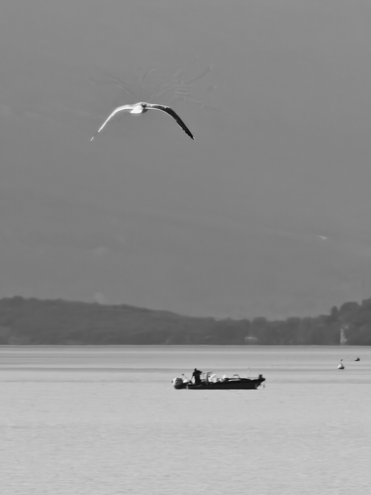 The bird and the boat