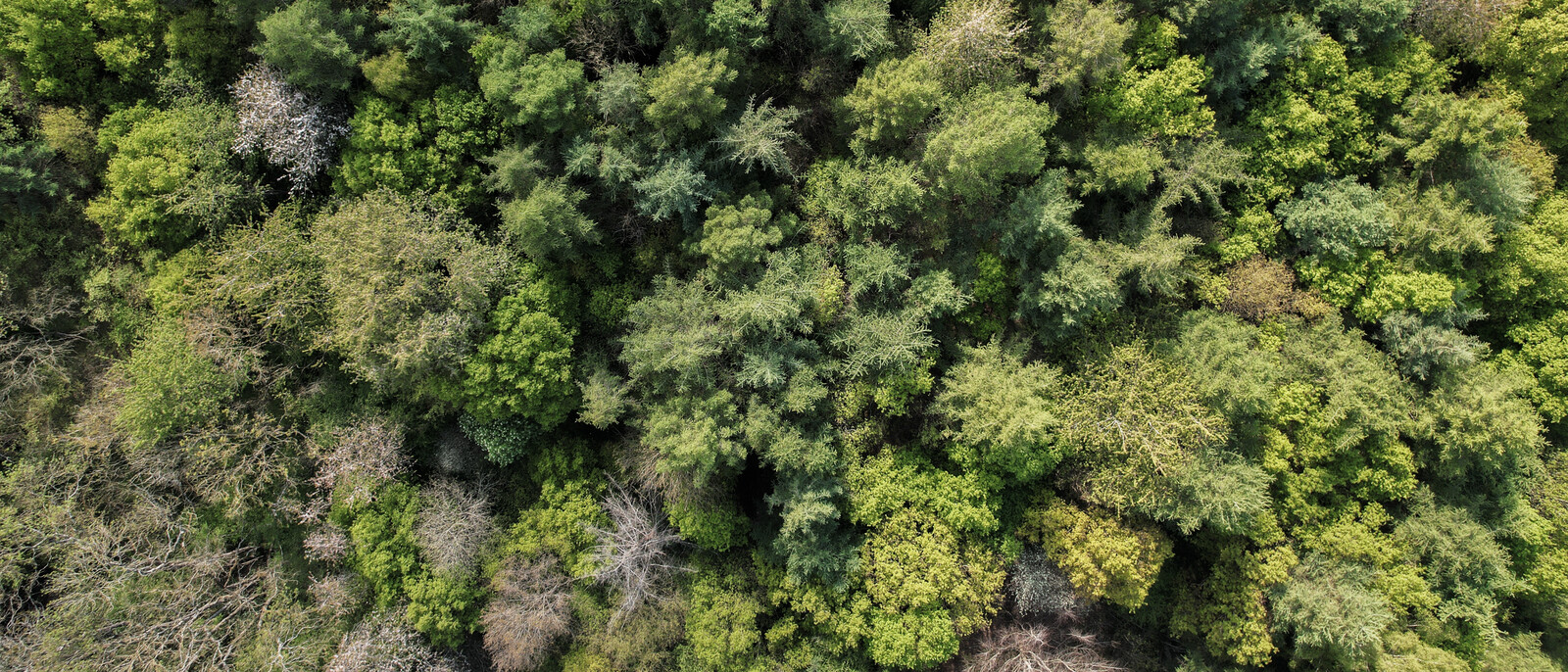 Woodland
