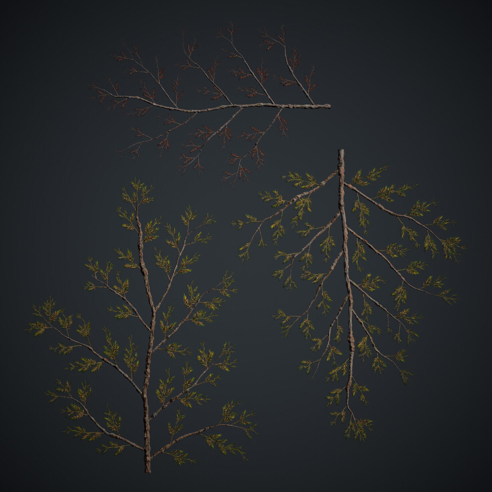 Cryptomeria Japonica Atlas