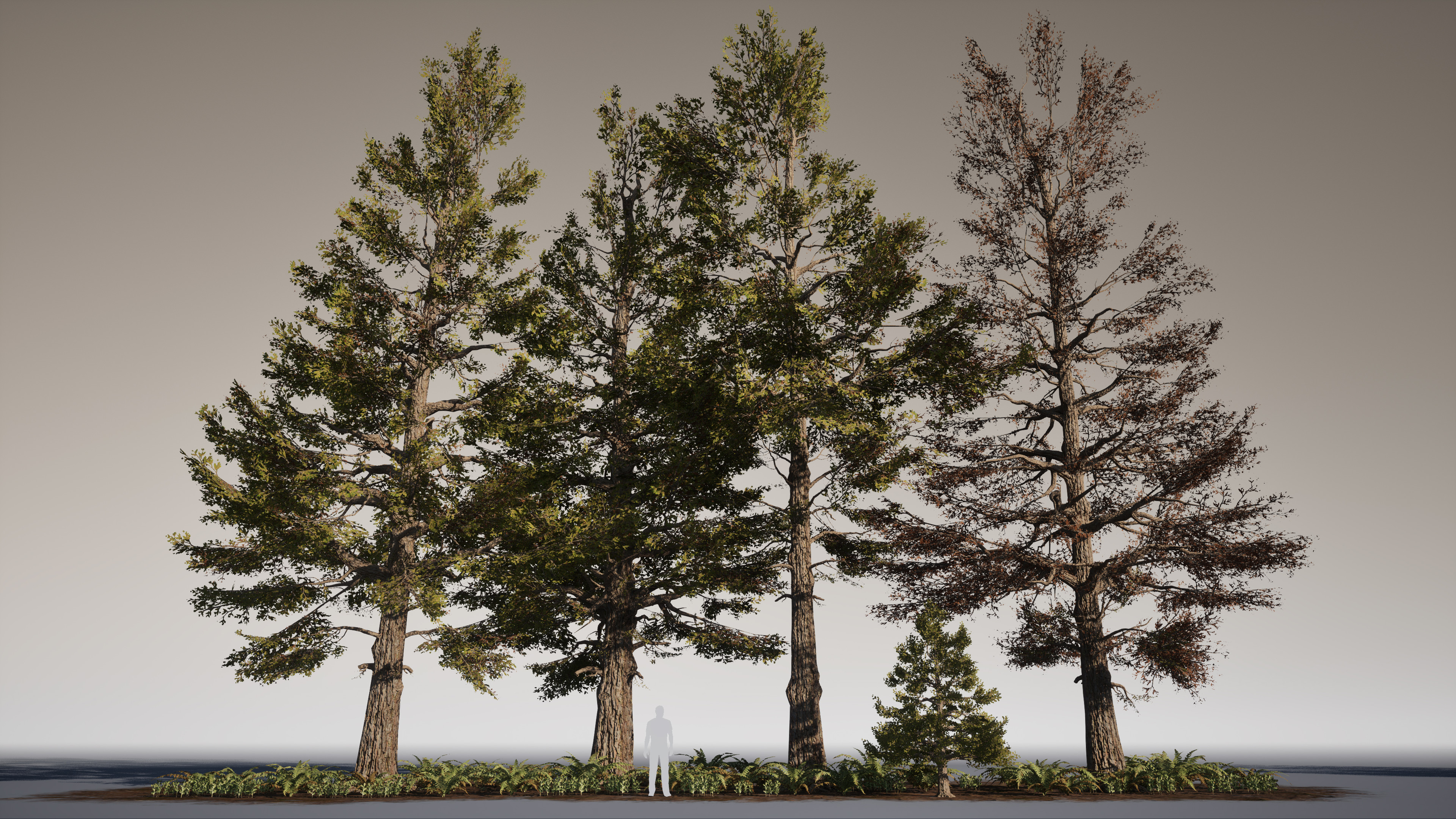 Cryptomeria Japonica (Japanese Cedar)