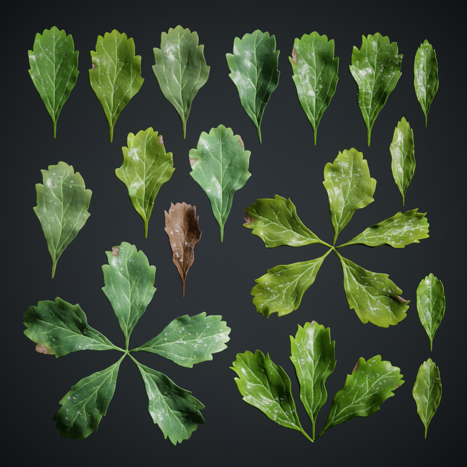 Pachysandra Terminalis Atlas
