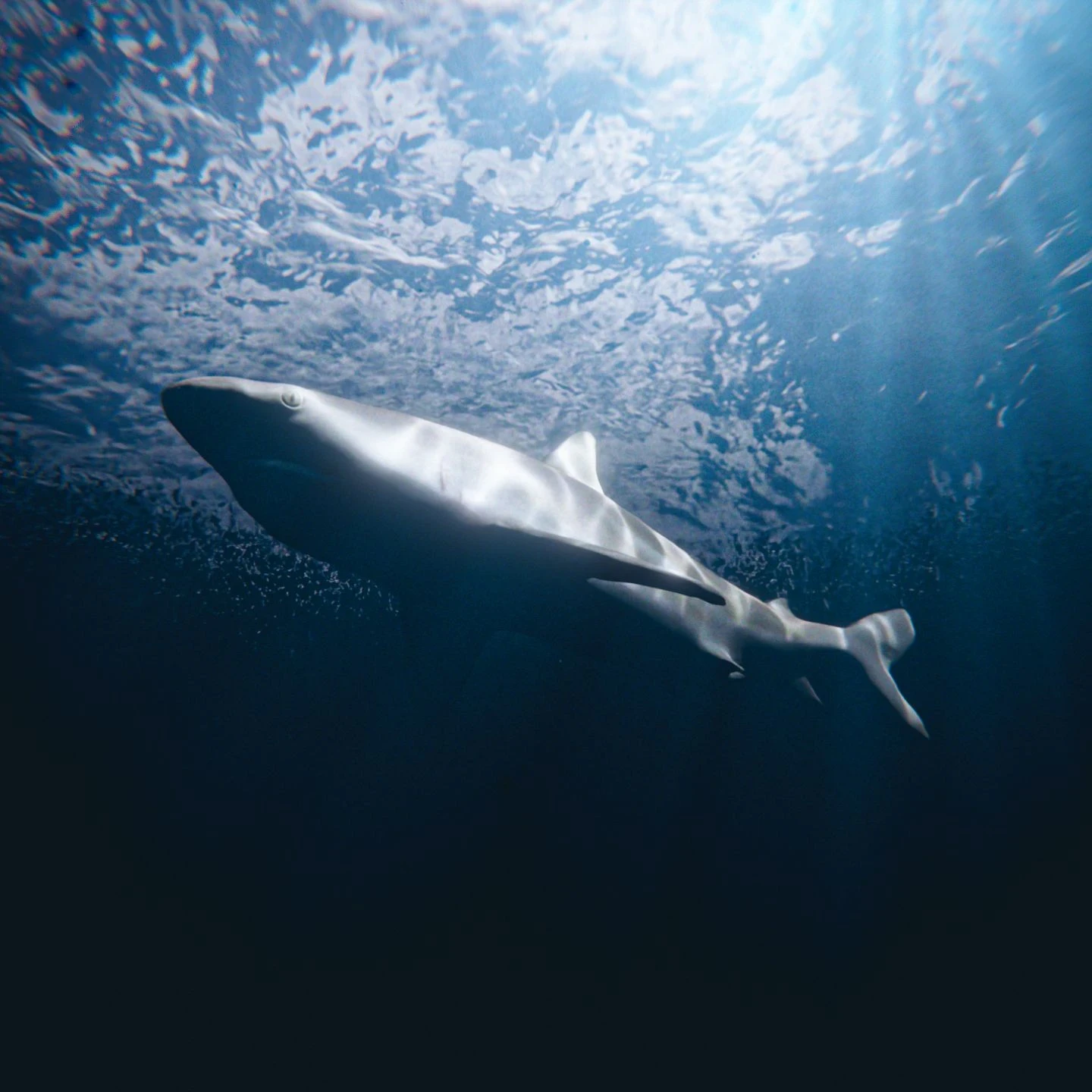 Realistic Shark Render – Blender 3D Underwater Scene