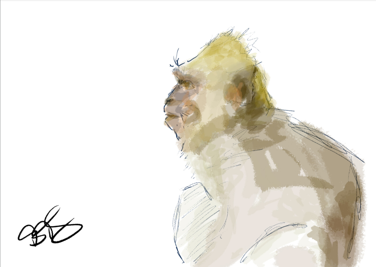 Digital sketching, photoshop