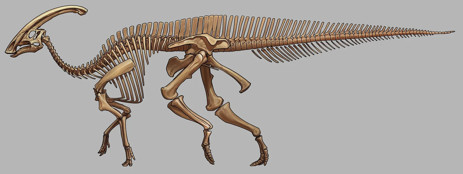 Parasaurolophus