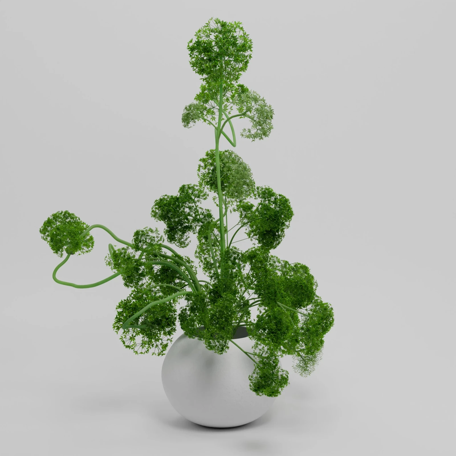 A plant rendered in our new digital lightbox