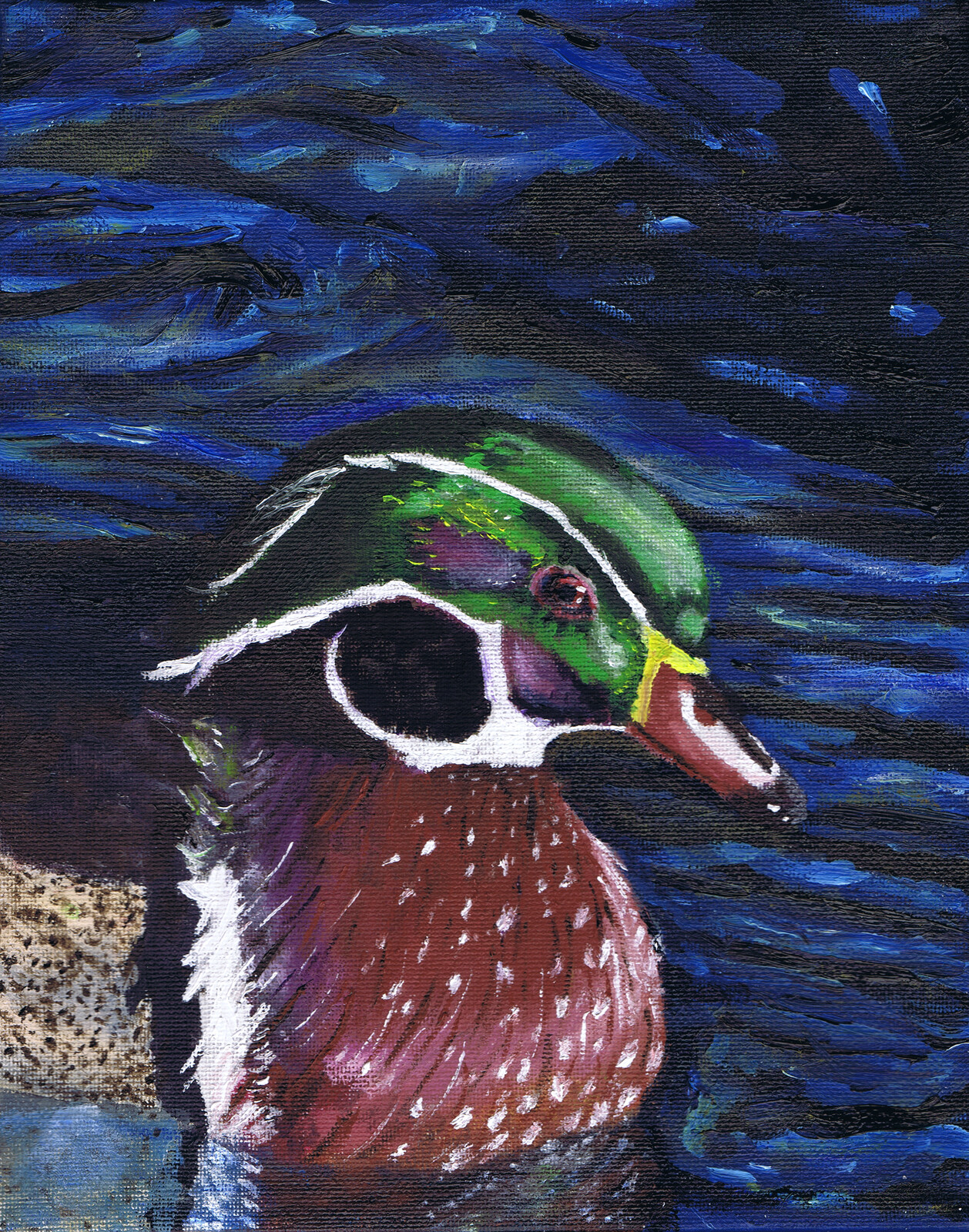 Wood Duck