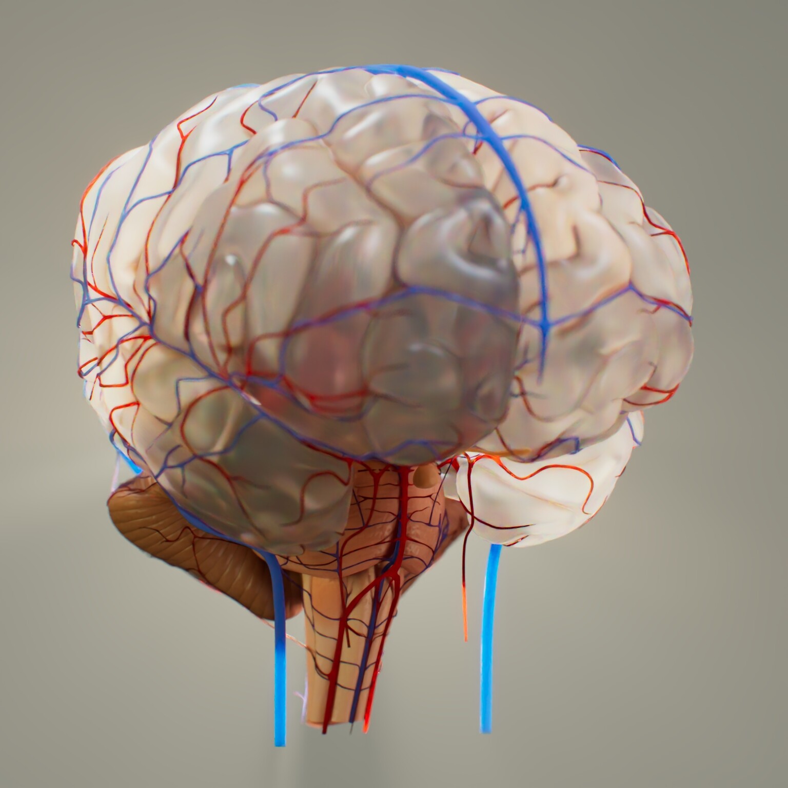 A V-Ray Render of the brain model