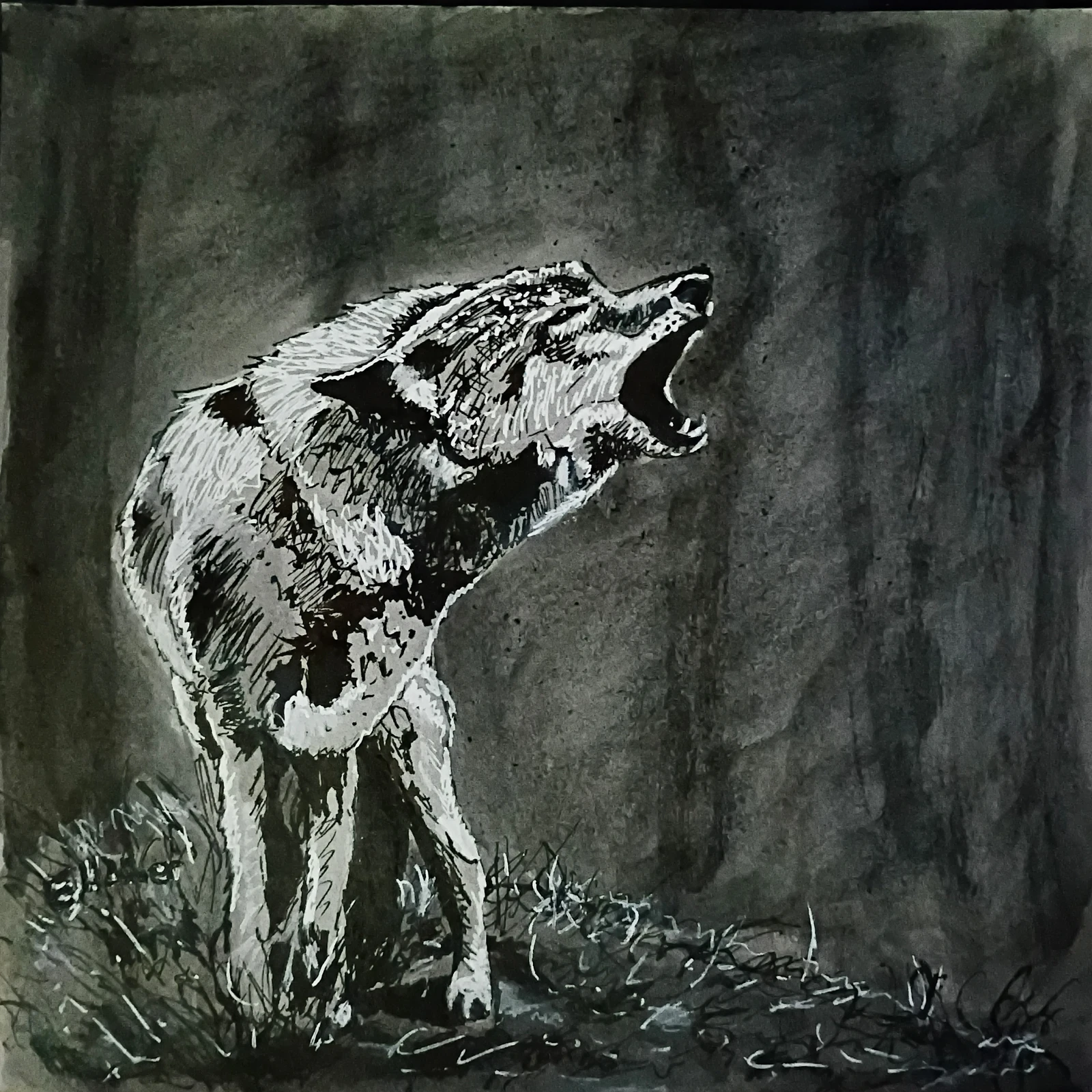 Pen and ink drawing of a wolf.