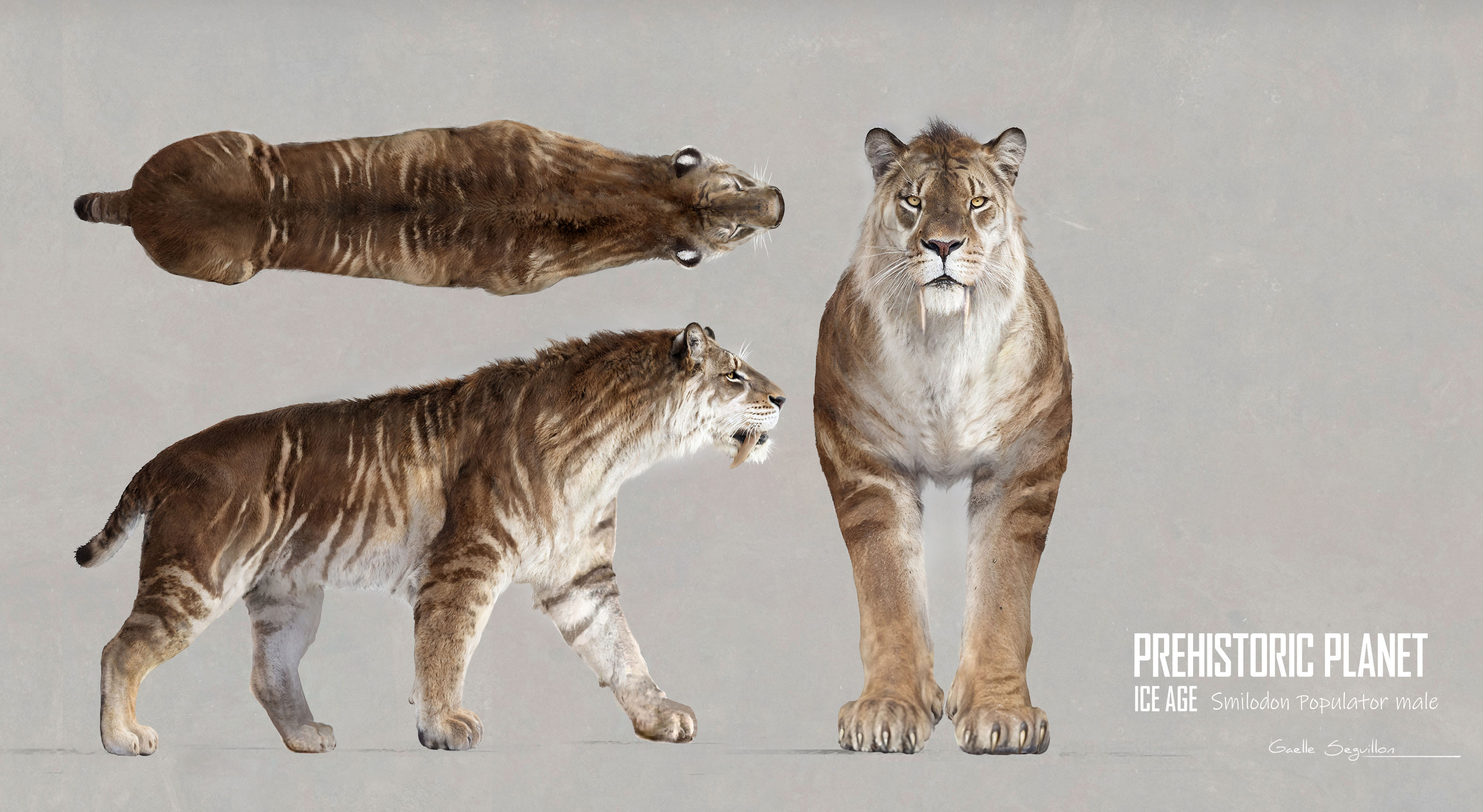 Smilodon Polulator male
