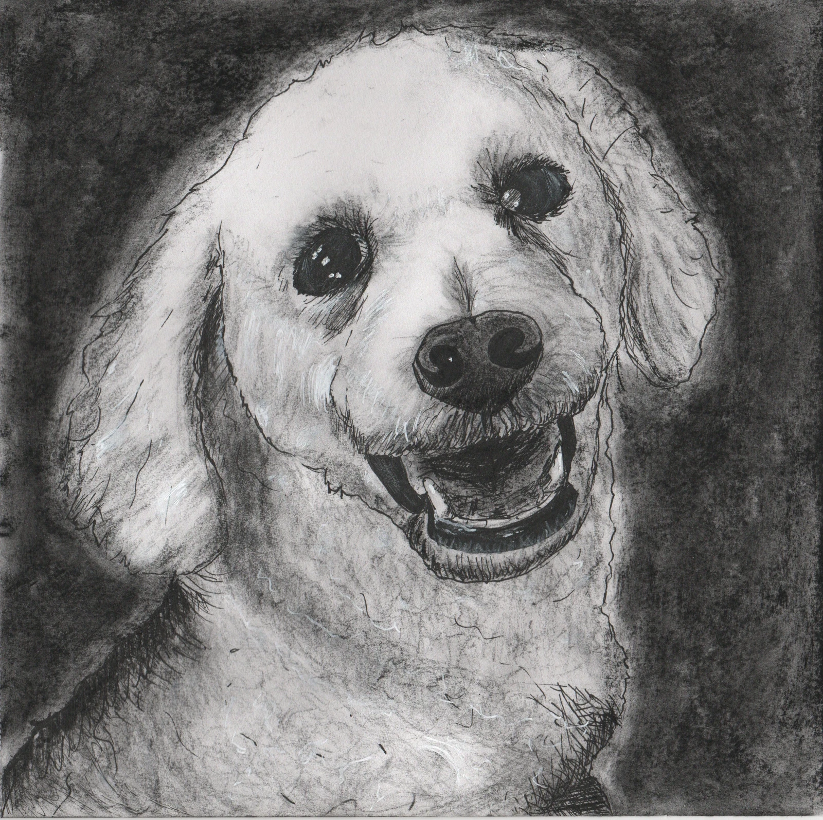 Pet portrait done in pen and ink and charcoal.