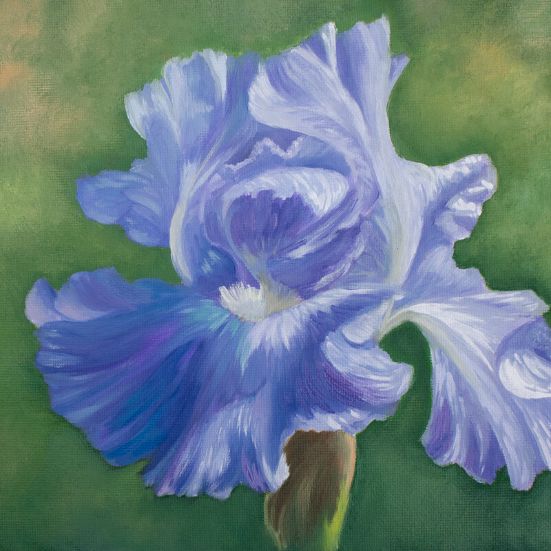 Velvet Iris - Original 8" x 10" Oil Painting