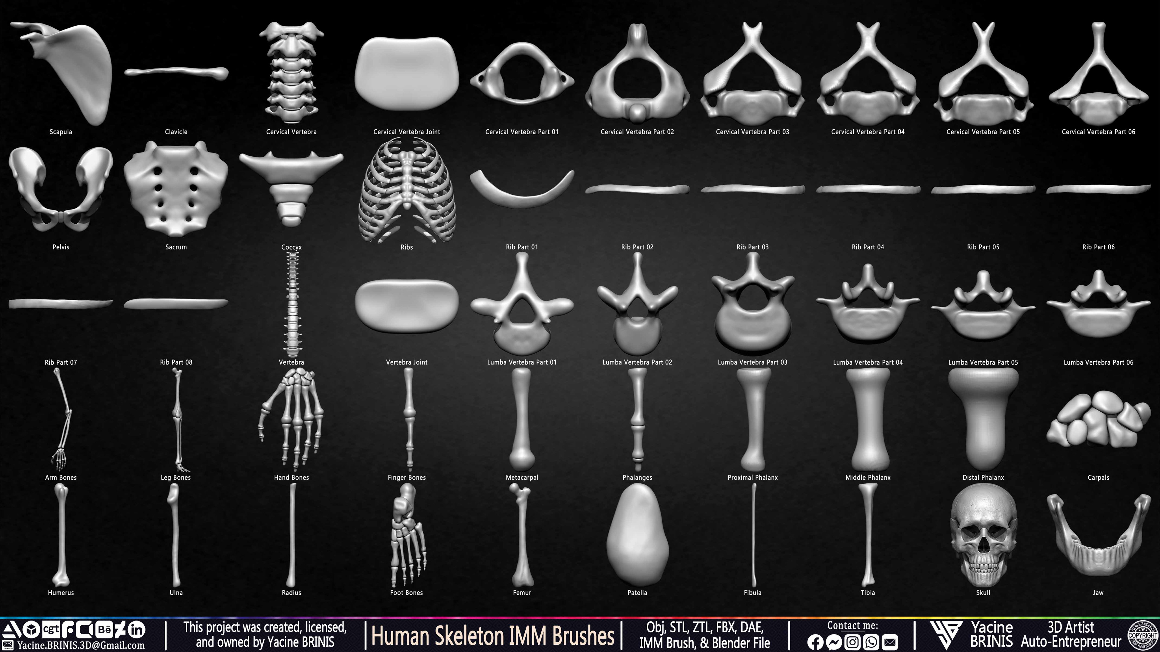 Human Skeleton IMM Brushes Set 03