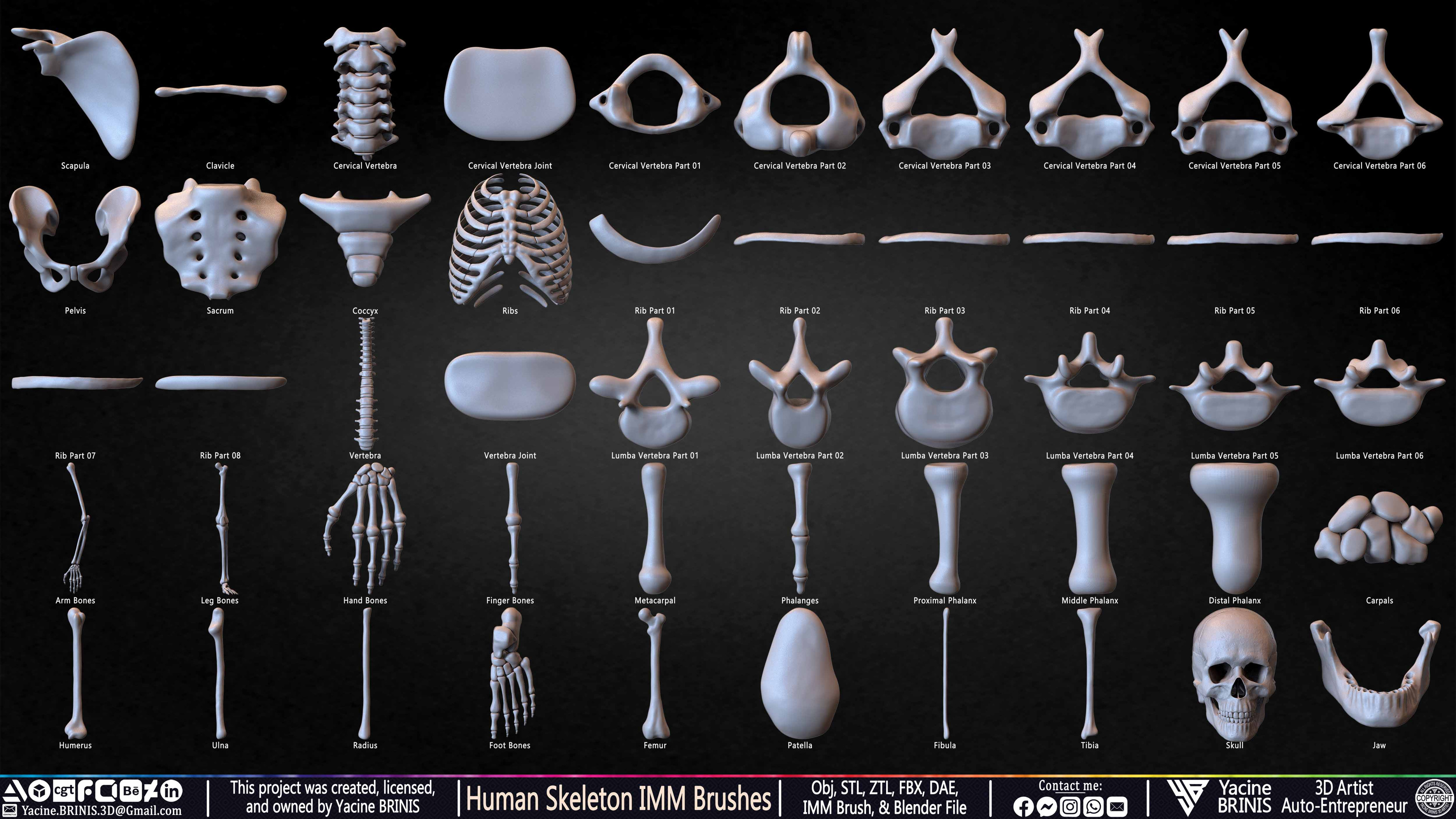 Human Skeleton IMM Brushes Set 04