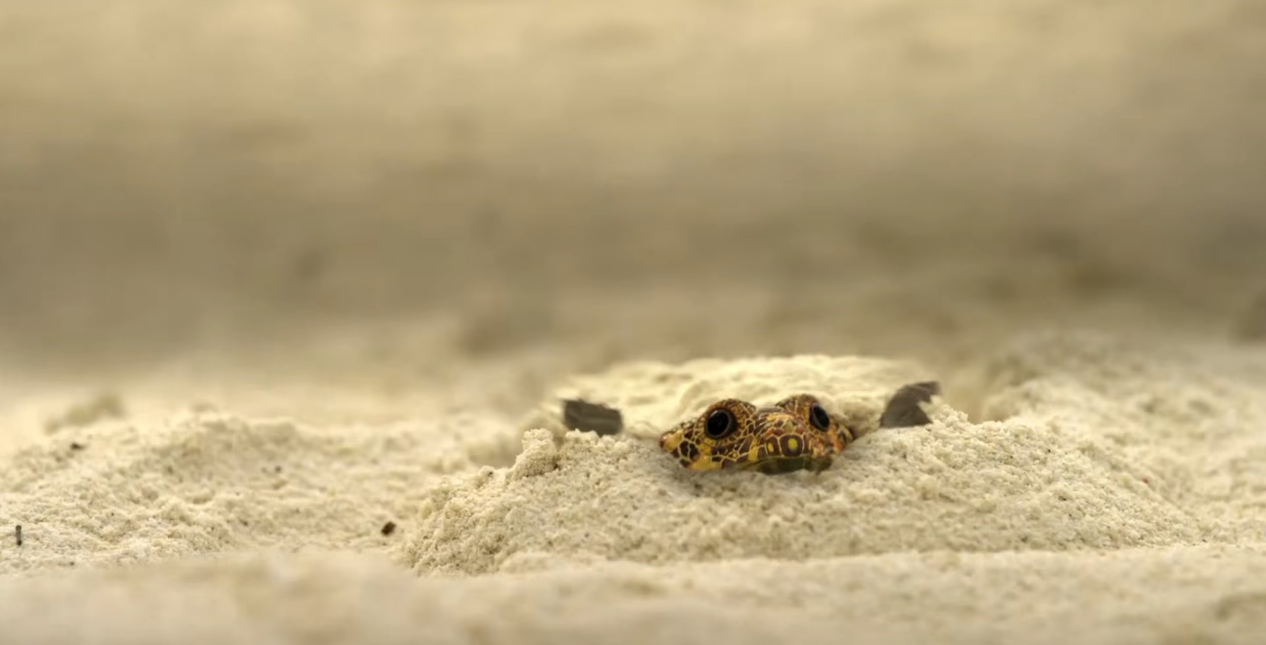 Peek-a-boo Cyamodus, screen grab from released trailer
