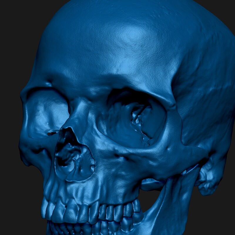 Human Skull — 3D Scan & Reconstruction