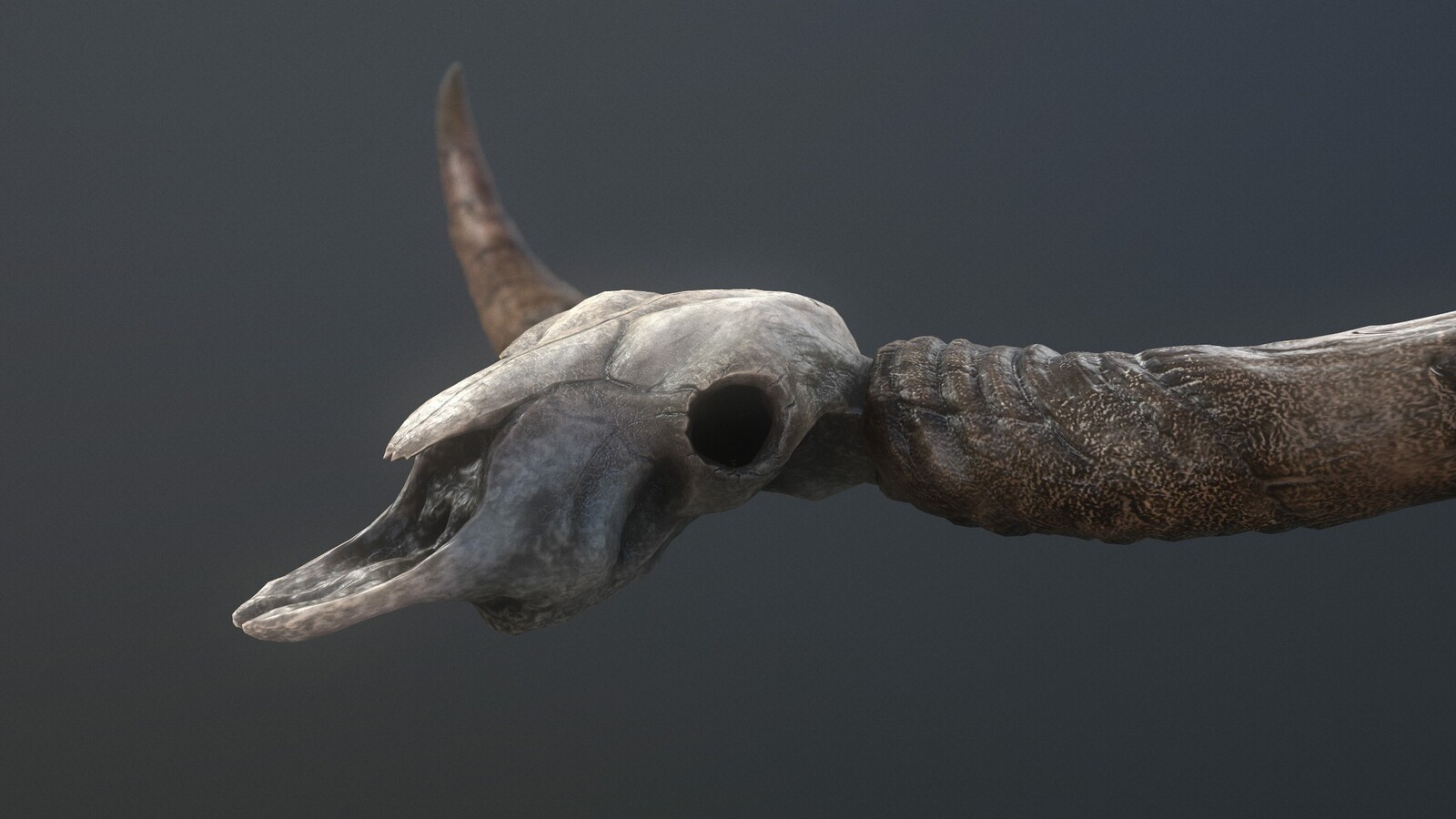 3d model - Bison Skull