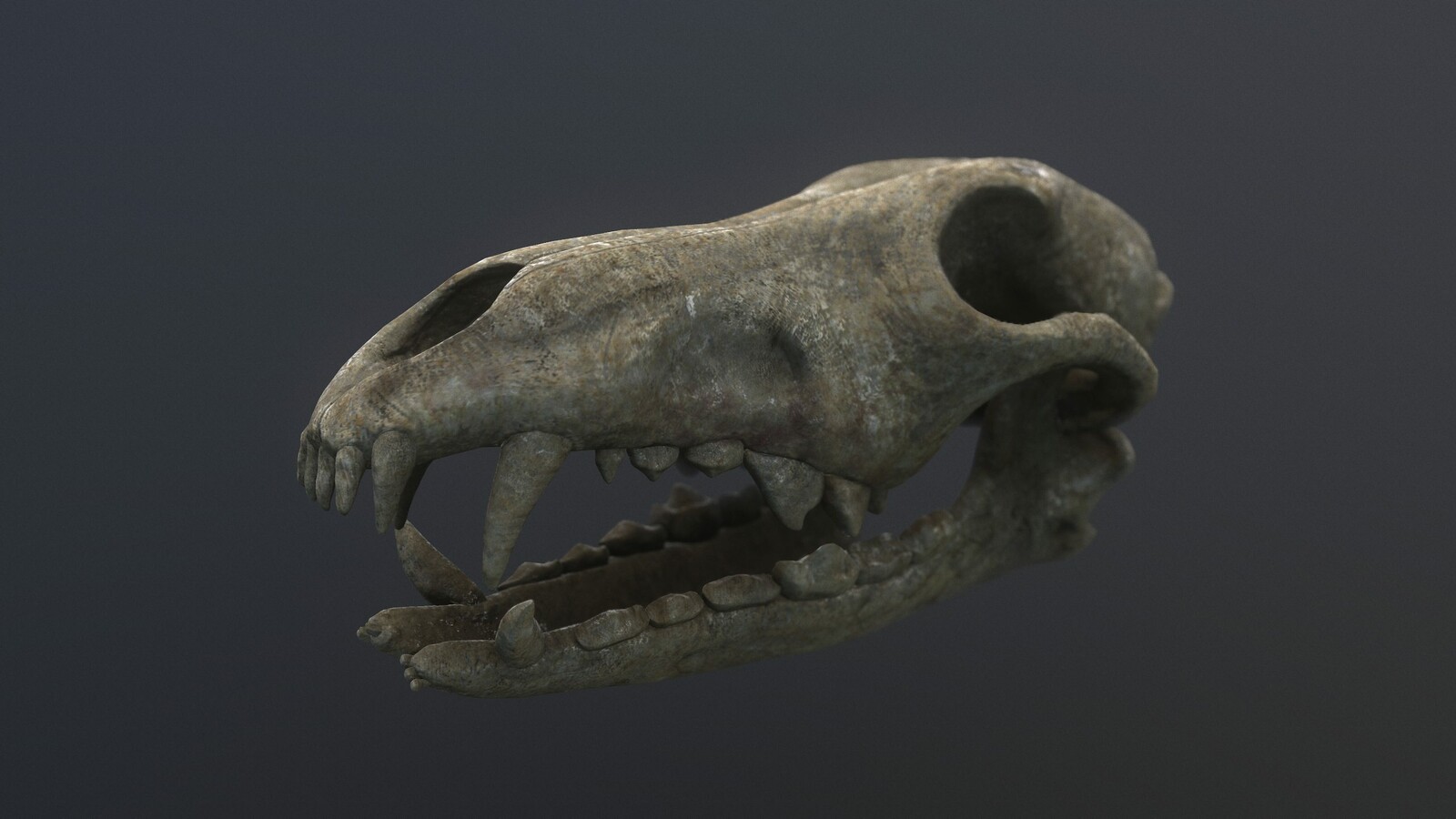 Coyote Skull