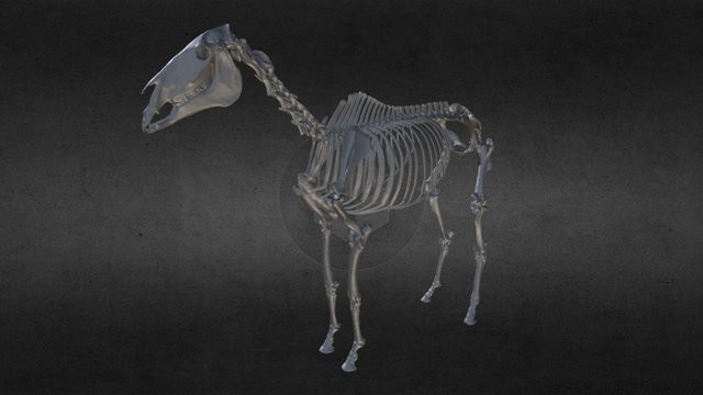 ArtStation - Horse Skeleton