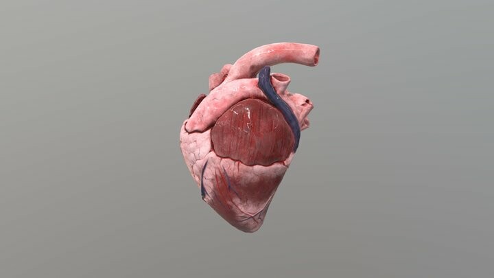 Cow Heart