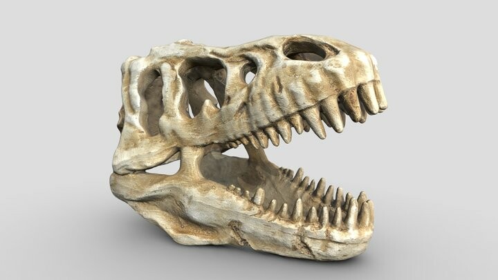 ArtStation - T-Rex Skull