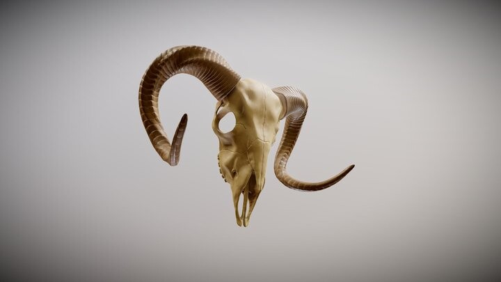 ArtStation - Ram Skull
