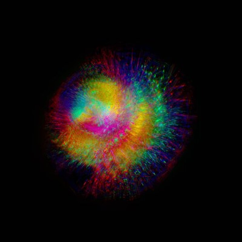 Chroma Cnidaria