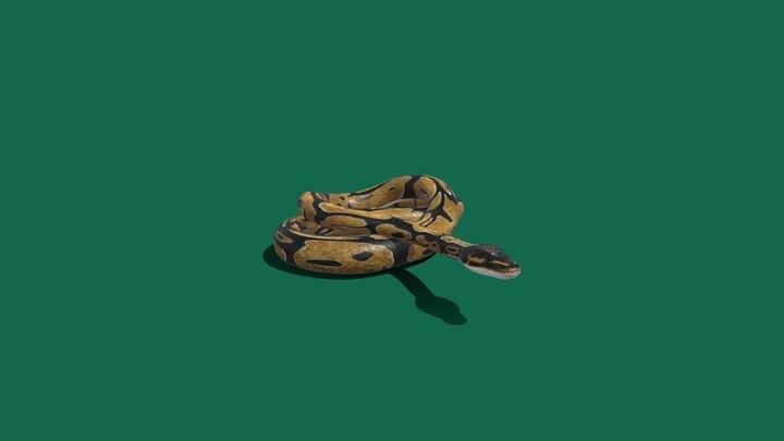 ArtStation - Burmese-python