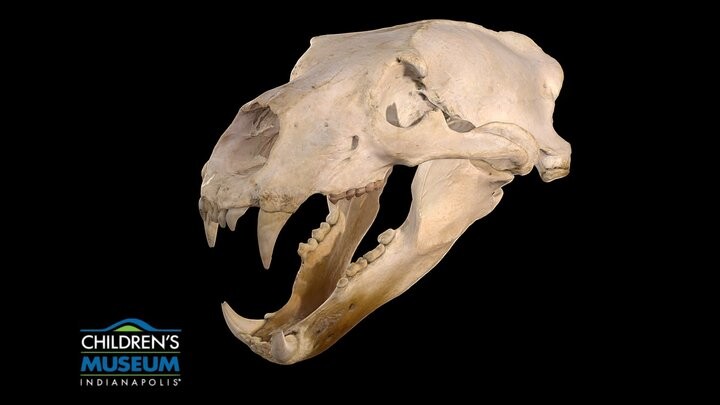 置物 polar bear skull il_fullxfull.7005165452_p32u.jpg