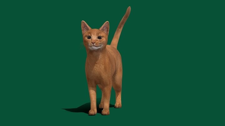 Abyssinian Ginger Cat Animal ArtStation
