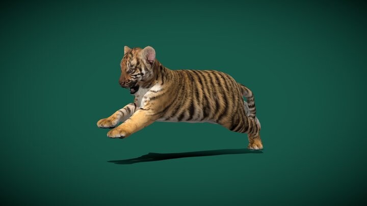 Tiger Cub Animal - 3D Model by Nyilonelycompany