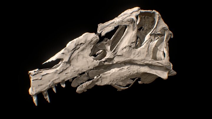 ArtStation - Irritator challengeri skull reconstruction