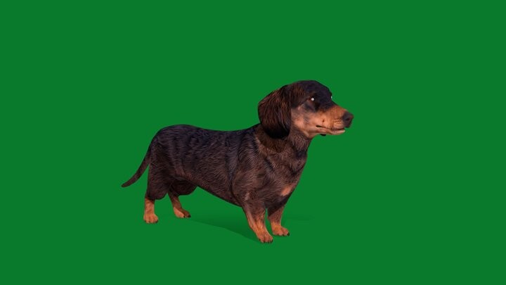 ArtStation - Dachshund Dog