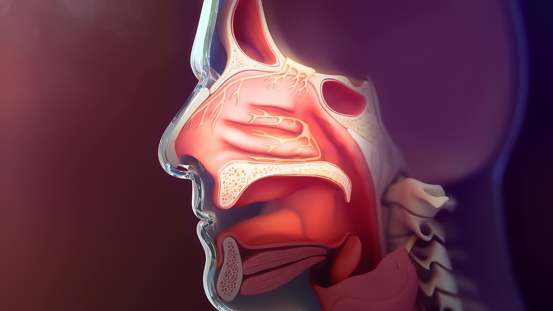 ArtStation - Nasal Cavity Airflow