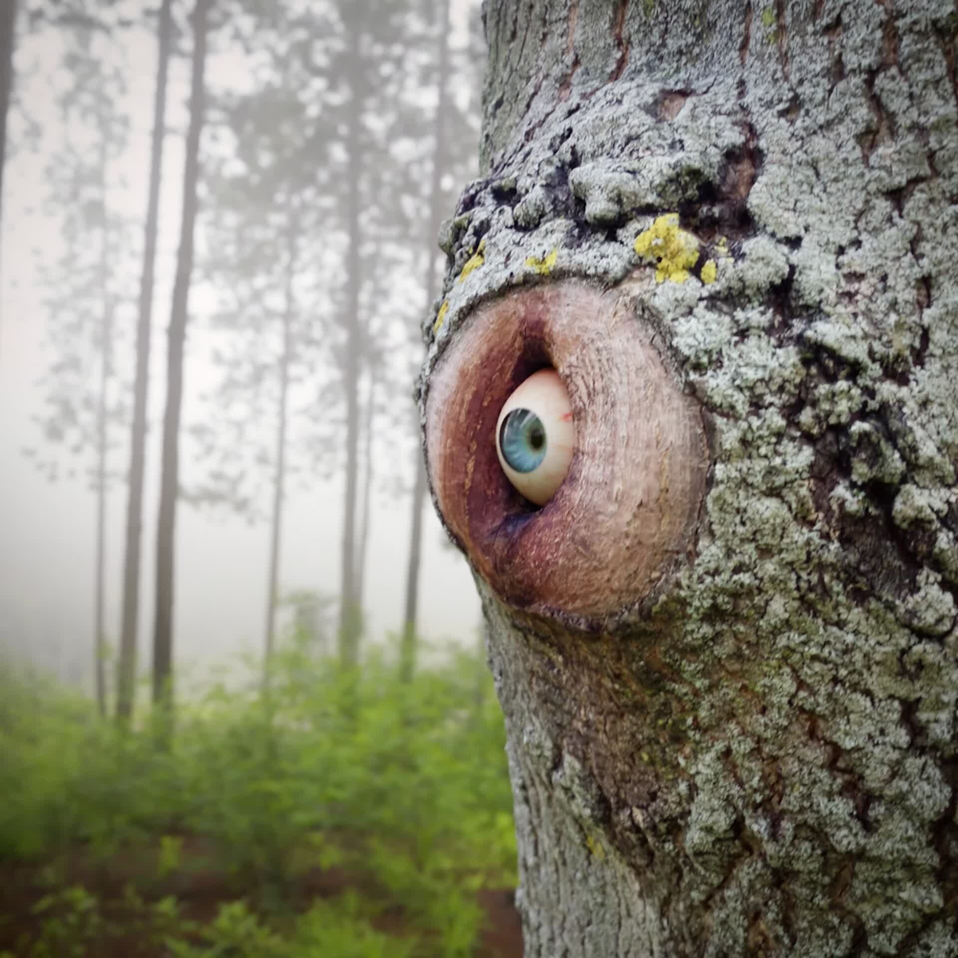 ArtStation The Eye of the Tree