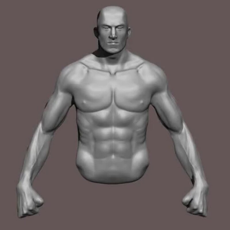 Male Anatomy Study