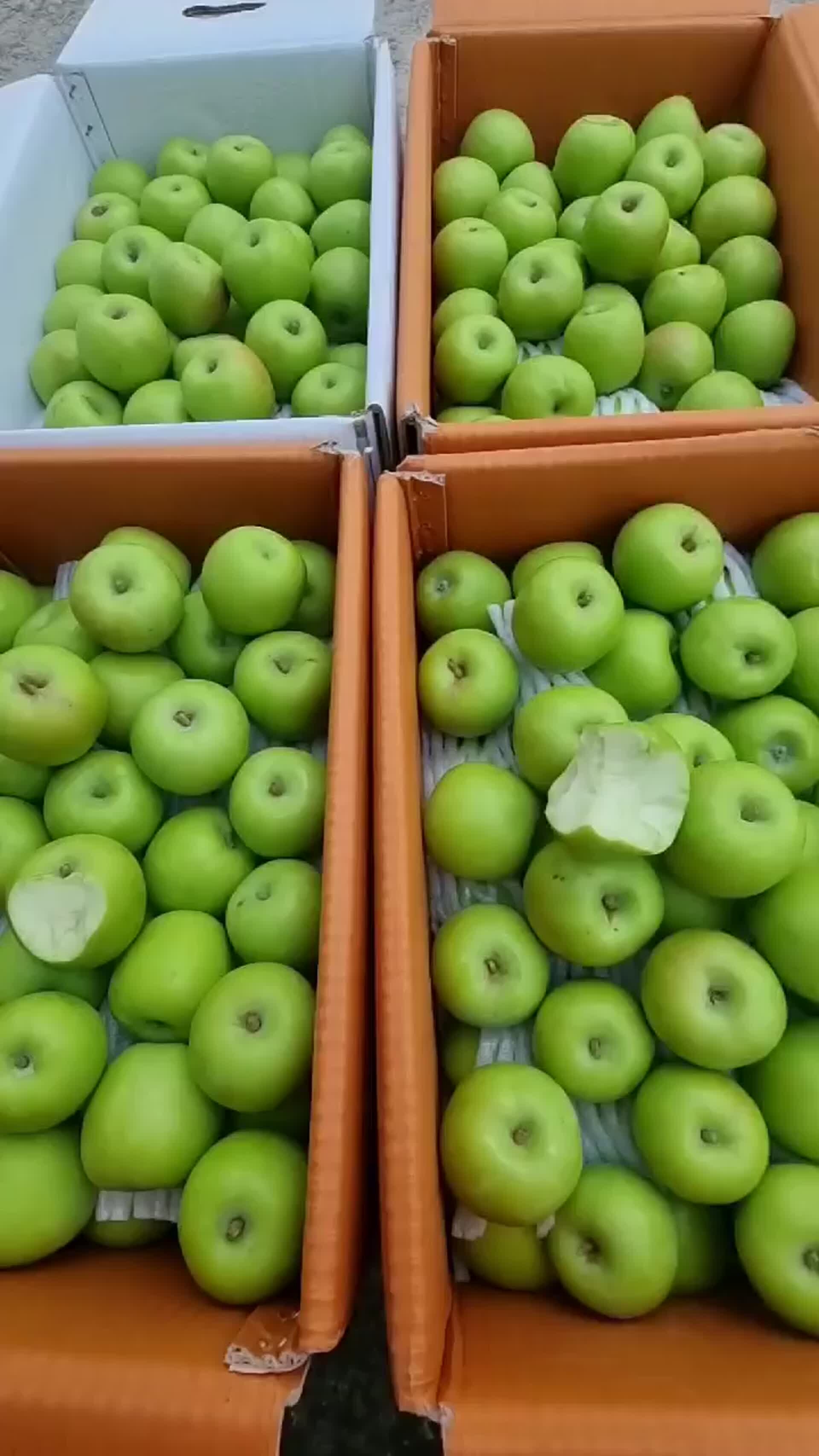 ArtStation Review of Crispy Green Apples