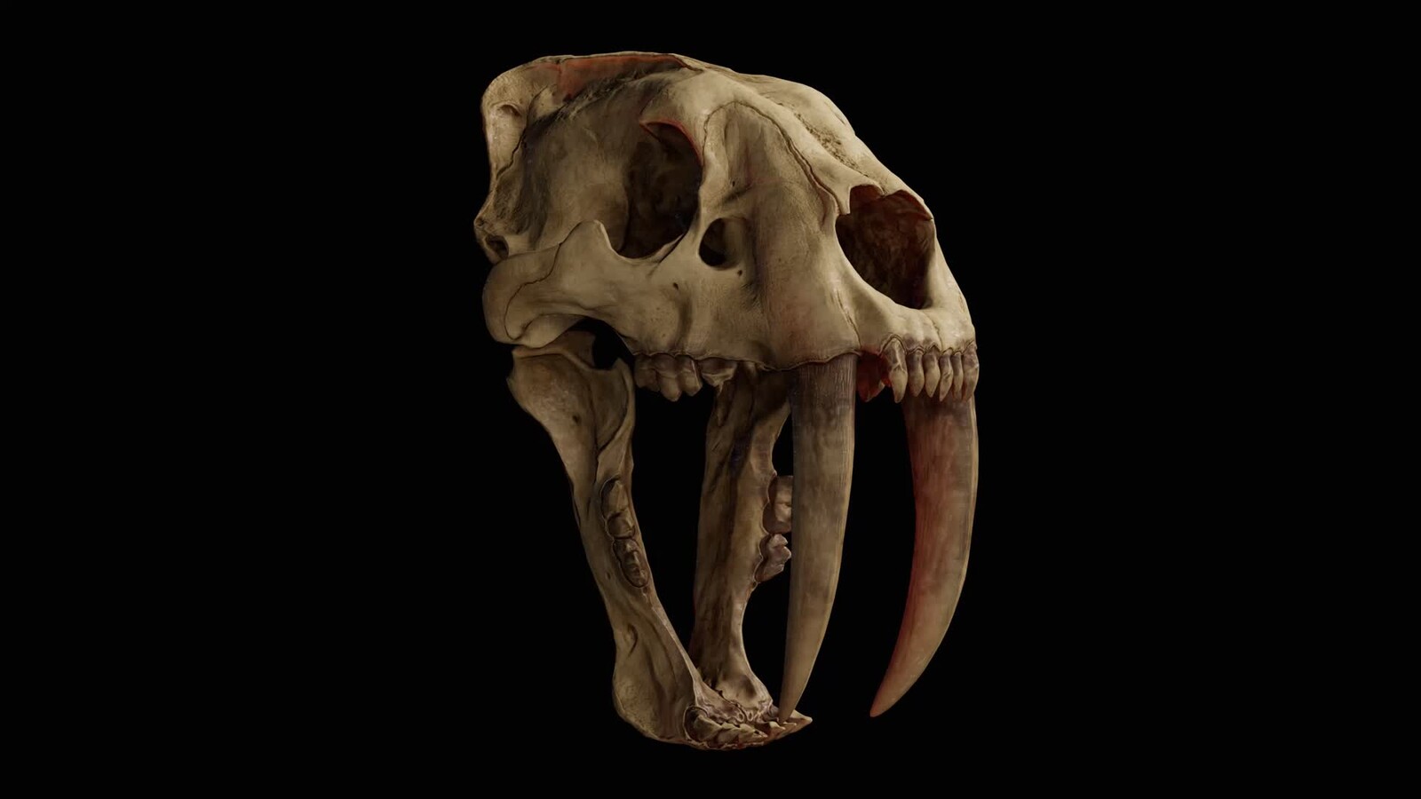 Smilodon Fatalis Skull