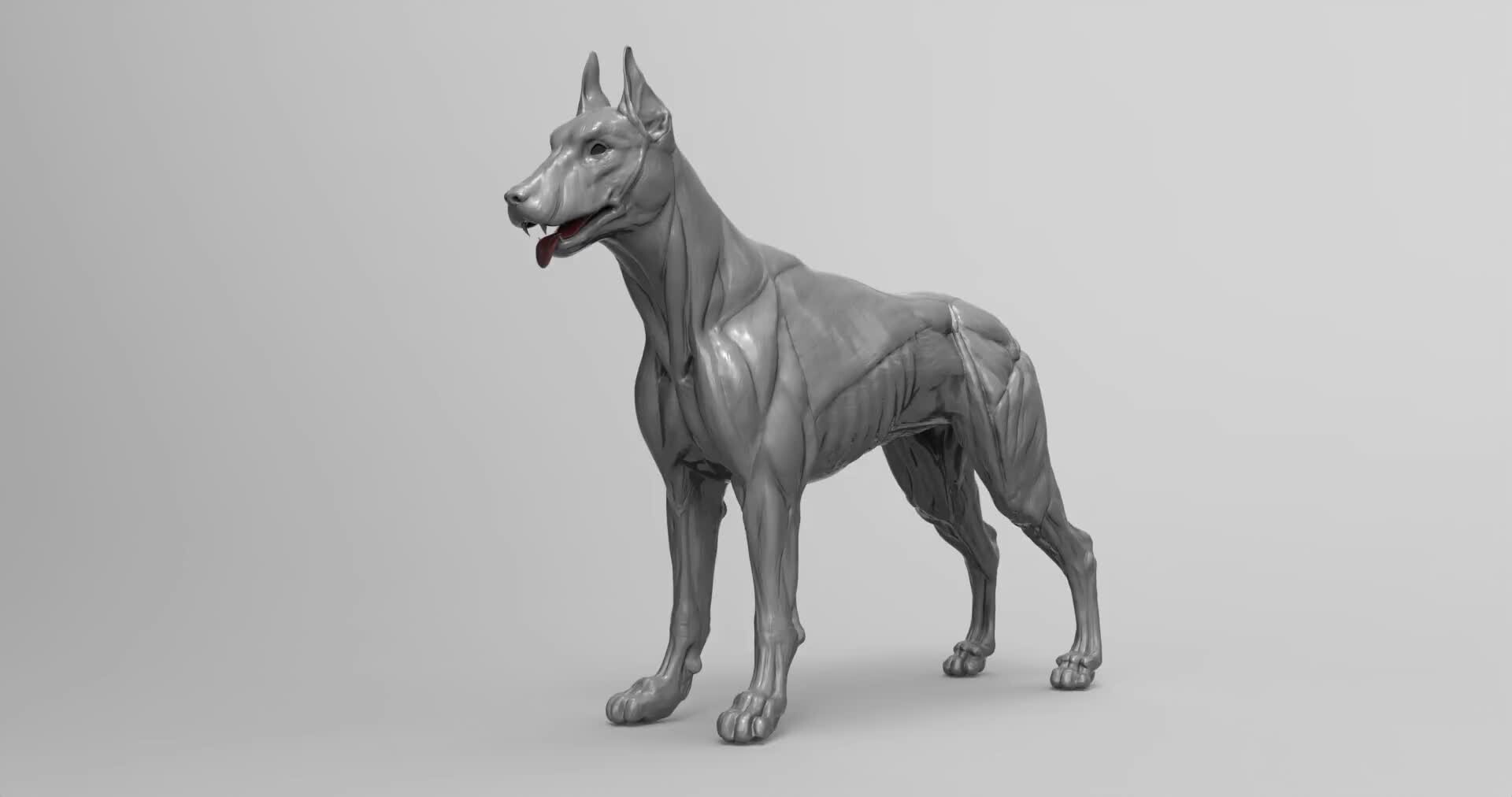 ArtStation - Dog anatomy study