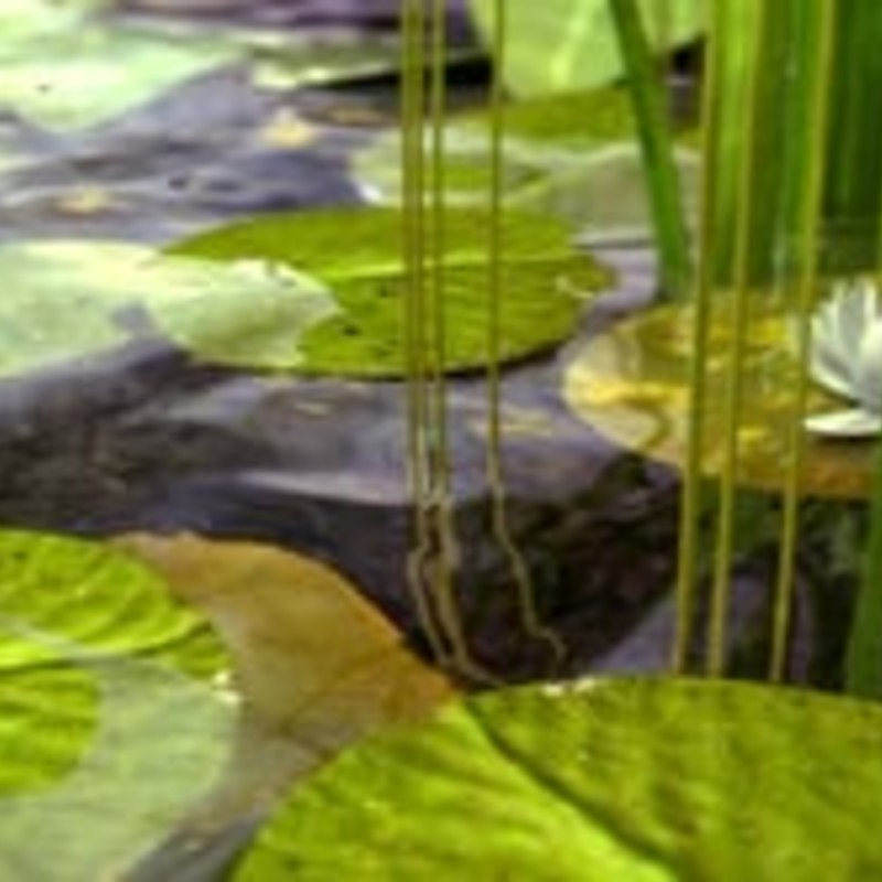 American Bullfrog