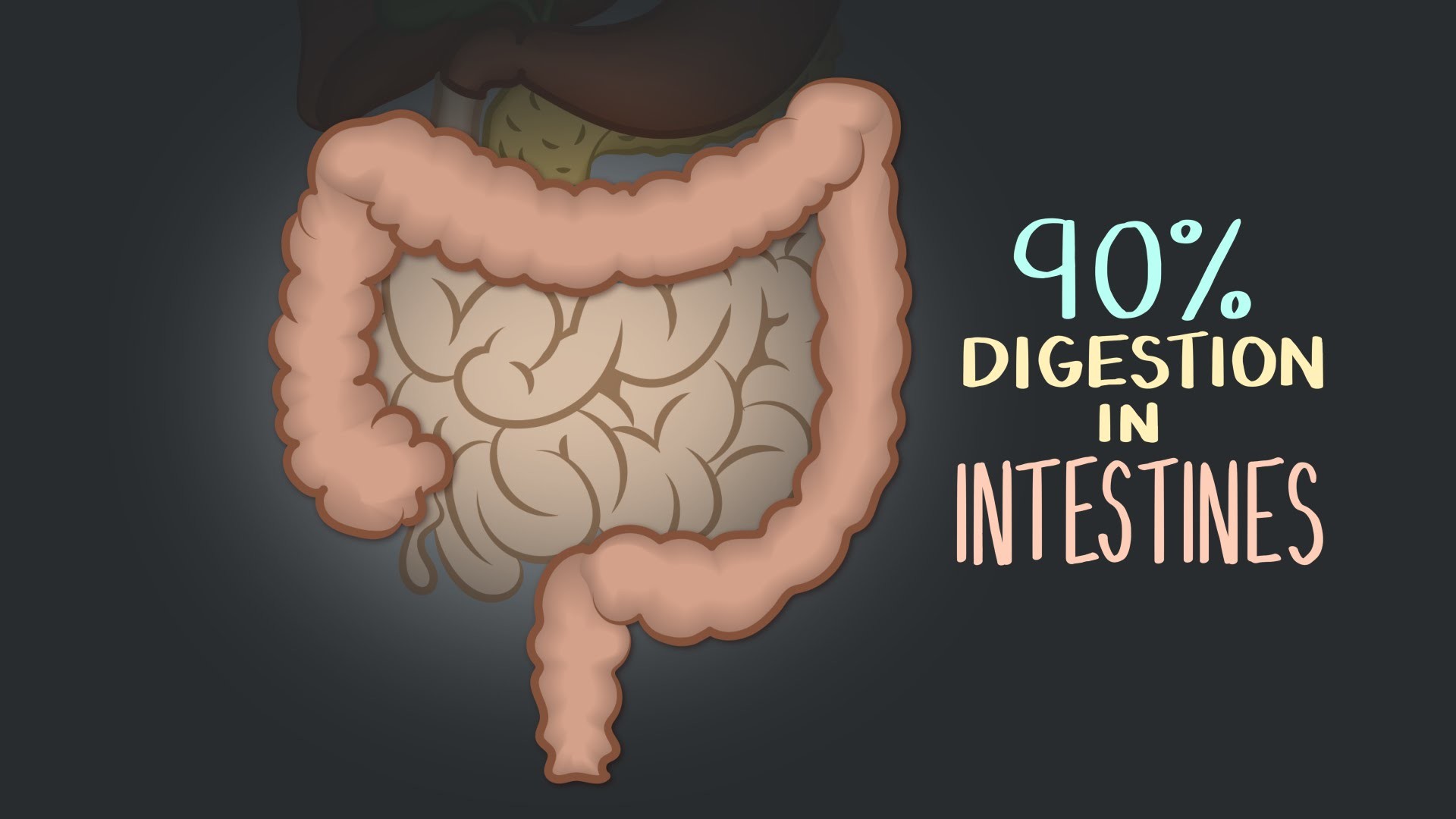 Digestive Enzymes Biology Diagrams