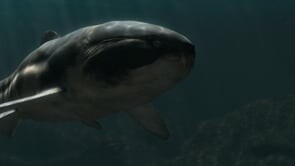 Dunkleosteus