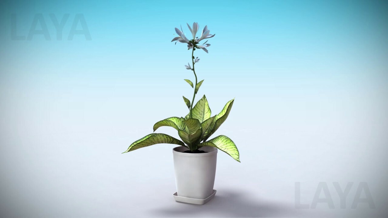 animated flowers growing