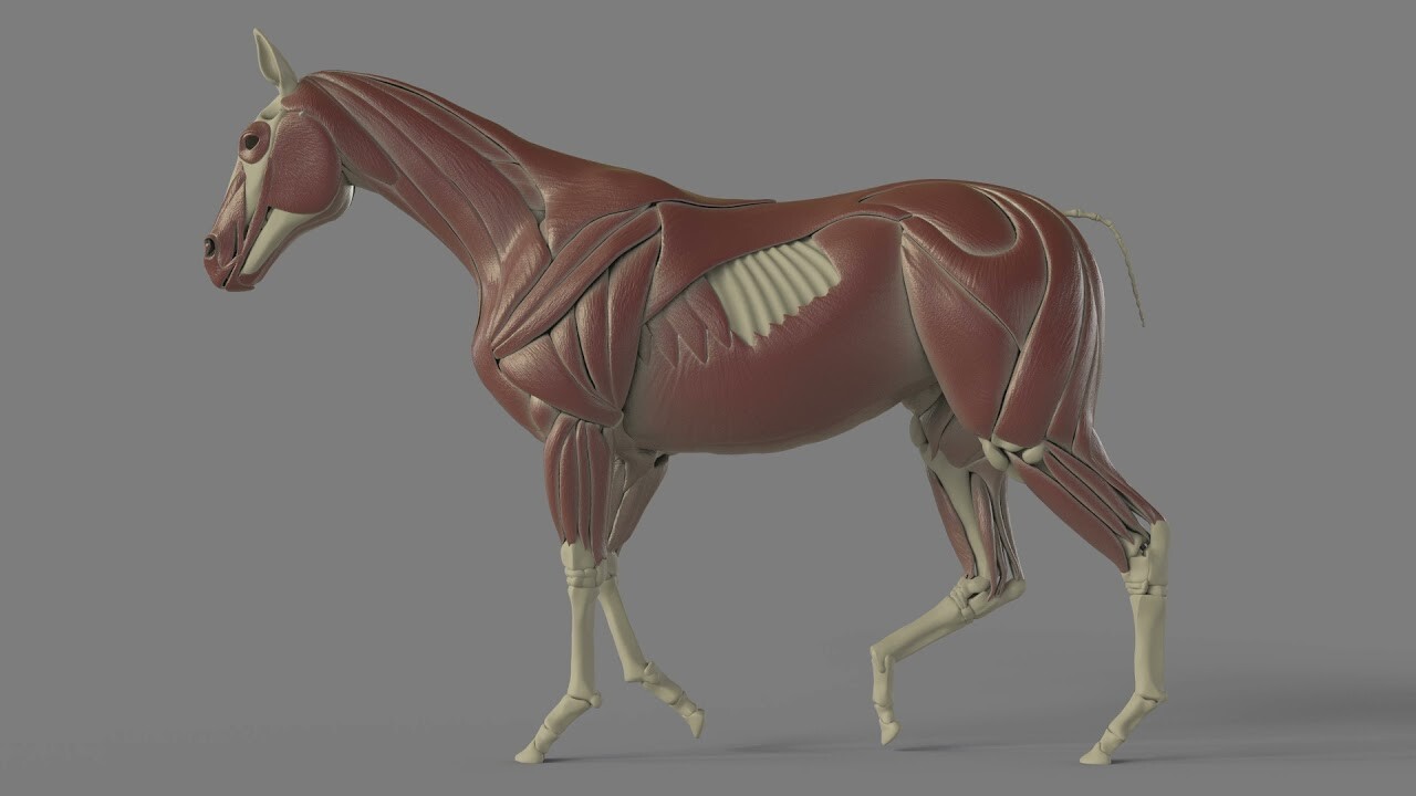 ArtStation - Horse Muscle simulation