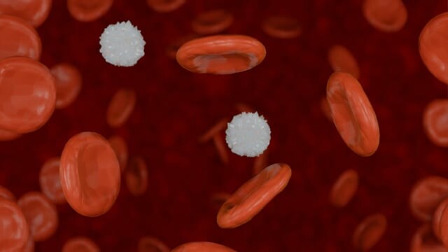 ArtStation - Red and White Blood Cells animation