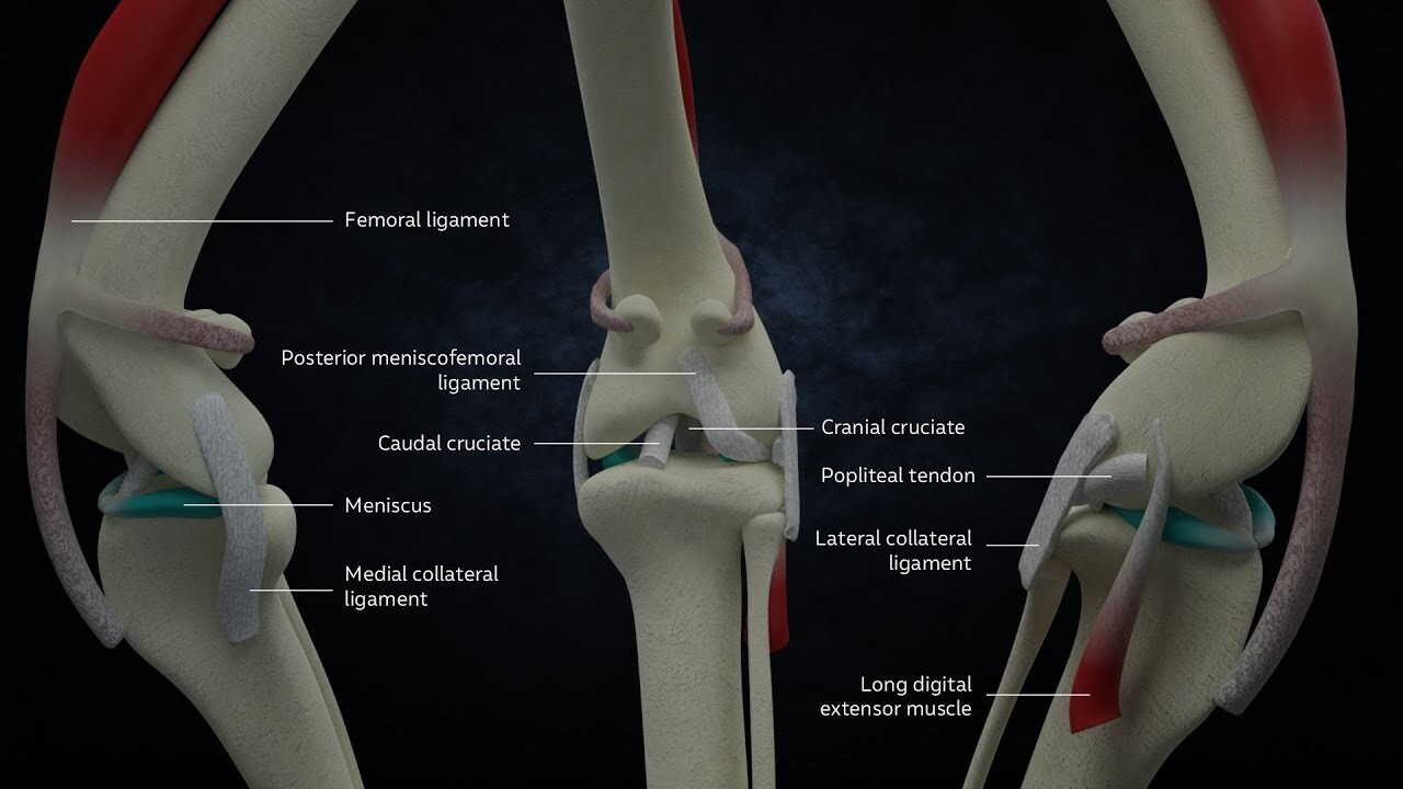 Artstation anatomy of the dog s knee