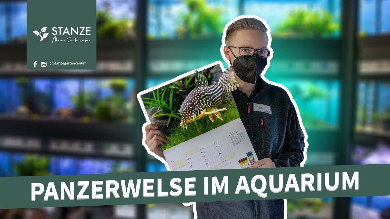 ArtStation Information video about a type of catfish (german)