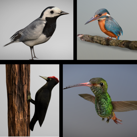 3D Birds Bundle