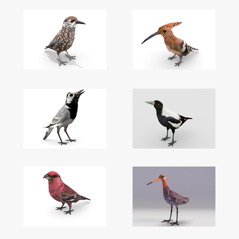 European birds